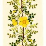 Yellow Rose