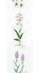 Orchids