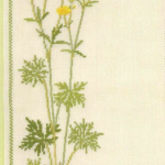 Buttercup