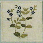 Speedwell