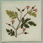 Cranesbill