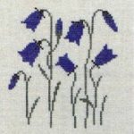 Common Harebell