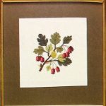 Hawthorn