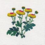 Chrysanthemum
