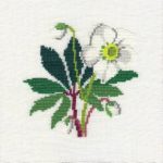 Christmas Rose