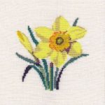 Daffodils