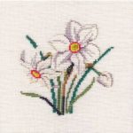 Narcissus