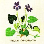 Violet