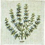Hyssop