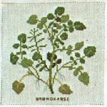 Watercress