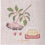 Elderberry