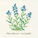 Milkwort