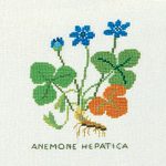 Blue Anemone
