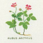 Artic Rashberries