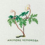 White Anemone