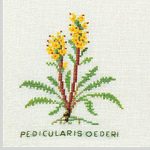 Oeder's Lousewort