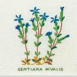 Gentian