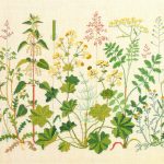 Lady's Mantle