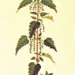 Stinging Nettle