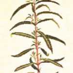 Willowherb