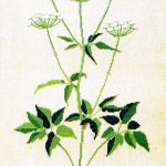Goutweed