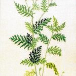 Tansy