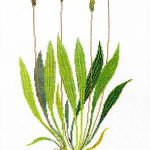 Plantain