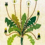 Dandelion
