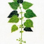 Stinging Nettle