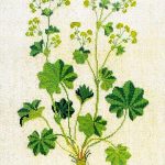 Lady's mantle