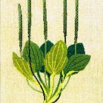 Plantain