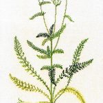 Yarrow