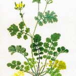 St John's Wort