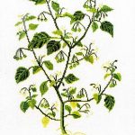 Black Nightshade