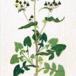 Sow Thistles