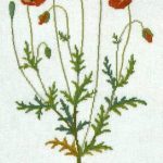 Poppy