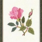 American Beauty Rose Columbia