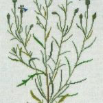 Cornflower