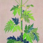 Hogweed