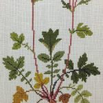 Water Avens