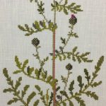 Knapweed