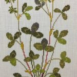 Red Clover