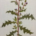 Thistle