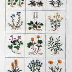 Rock Plants