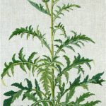 Artichoke