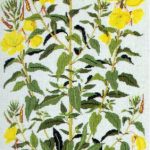 Evening Primrose