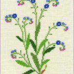 Forget-me-not