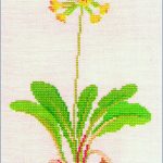 Cowslip