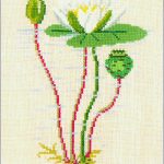 White Waterlily
