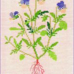 Pansy